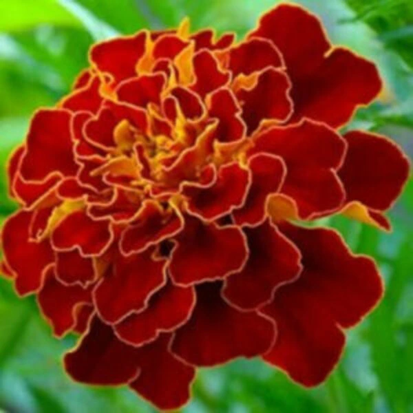 Bright red colored french marigold flower