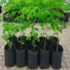 Several pots of long green moringa plants are lined in a garden