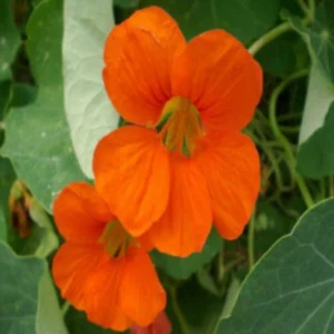This is an image of bright orange Nastratium flowers with greenery in background.
