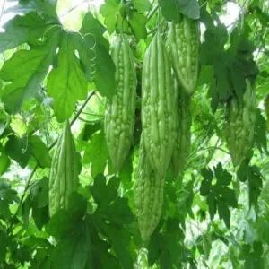 Large green bitter gourds hanging from plants surrounded by green leaves and stems