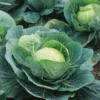 Several green cabbage leaves scattered on the garden soil