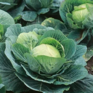 Several green cabbage leaves scattered on the garden soil