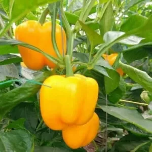 Yellow-orange capsicums are hanging from a plant against a green background