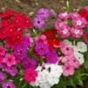 Multiple Phlox flowers in the shades of red, pink, white, and purple
