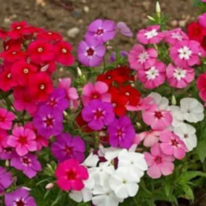This is an image of multiple Phlox mixed flowers in the shades of red, pink, white, and purple.