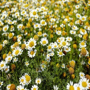 Beautiful white colored Camomile flowers in a tea garden.