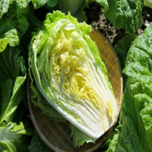 Half cut greenish yellow Chinese cabbage kept in a basket surrounded by leafy background