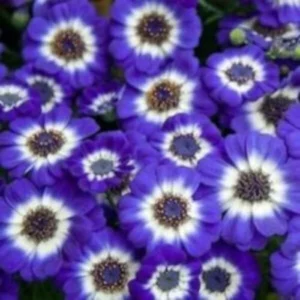 Bunch of blue colored Cineraria Flowers.