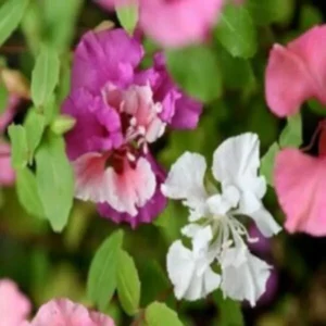 This is an image of bright shades of clarkia double mix flowers along with green leaves.