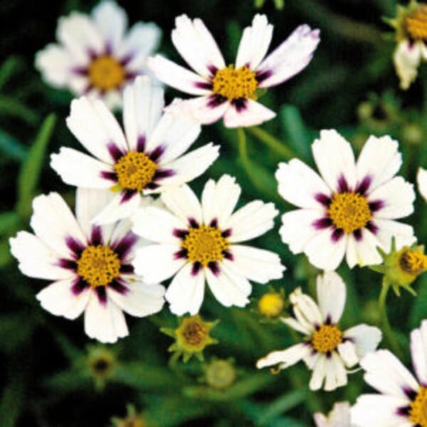 Several white colored Coreopsis Beauty Star flowers with green leaves.