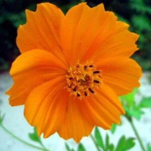 Bright cosmos orange flower