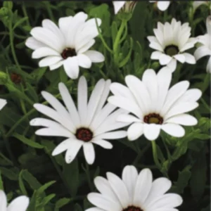 This is an image of White color dimorphotheca flowers with green leaves.