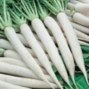 White radish with green stalks kept in a heap in a green background