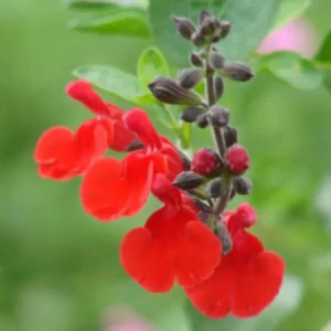 Beautiful upright straight Red Salvia Flowers with green background.