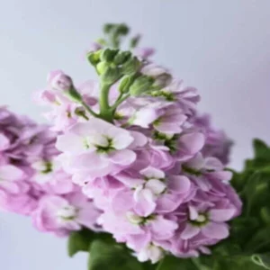 Clusters of round double purple colored Stocks Mixed flowers against purple