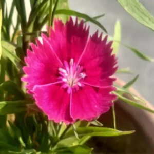This is an image of bright pink colored Sweet William flowers with leaves in background.