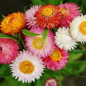 This is an image of colorful flowers of Helichrysum blooming in a garden.
