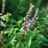 Tulsi plant with purple flowers and blossoms