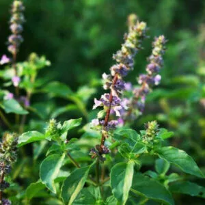 Tulsi plant with purple flowers and blossoms