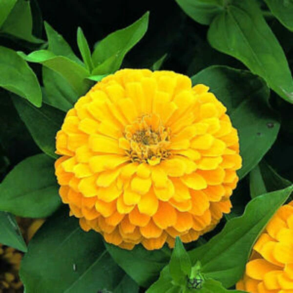 This is an image of Zinnia Yellow flower with green leaves in background.