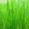 Bright green long wheatgrass leaves in a garden