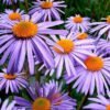 Charming Aster Mixed Seeds flowers with purple petals