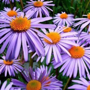Charming flowers with purple petals
