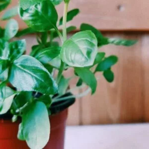 This is an image of Basil green plant grown in a pot kept against brown color background.