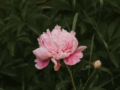 Light pink colored magnificant flower with dark green leaves