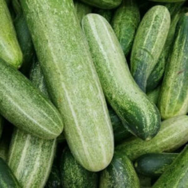 Fresh Cucumbers.