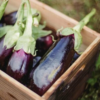Several long purple brinjals stacked in a wooden box