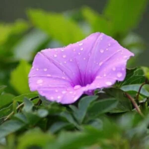 This is an image of purple colored Morning Glory flower with water droplets on it and green leaves in background.