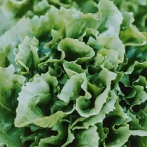 Green lettuce leaves wrapped together in a bunch