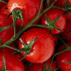 Several round red tomatoes attached to green stems