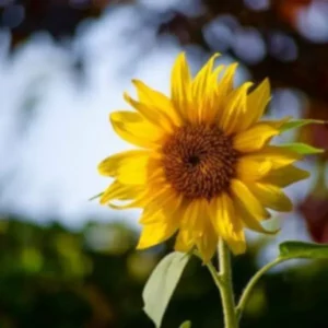 SunFlower Tall Seeds