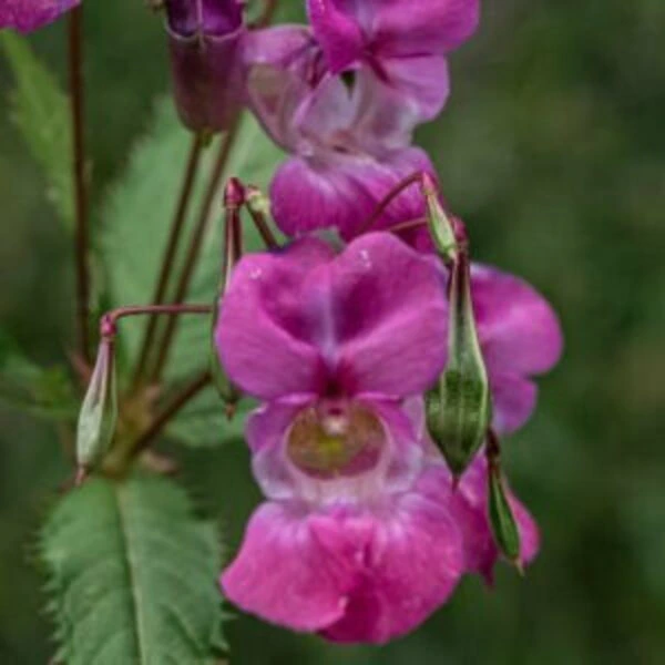 Purple colored balsam flower