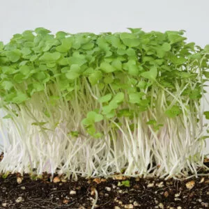 This is an image of multiple Microgreen Mustard Seeds saplings kept against white color background.