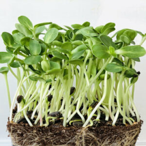 Thisis an image of small branchlets of green leafy microgreen sunflower plants are sowed in soil kept against white color background.