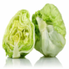 Large green yellow iceberg lettuce placed against a white background