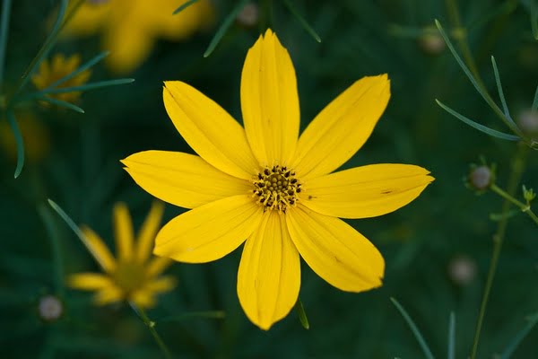 Bright Cosmos Yellow Seeds plant with nature as a background