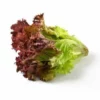 Red lettuce with green stalk in a white background