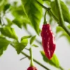 This is an image of plum red Ghost Peppers hanging from the plant with green leafy background.