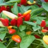 Yellow and red chilli plants surrounded by green leaves