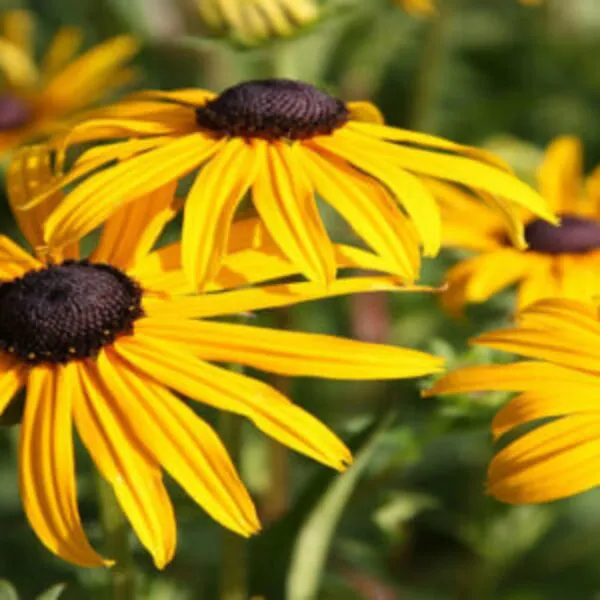 Cheery yellow Rudbeckia flowers, raised central disc in black, brown shades