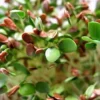 This is an image of Microgreen Flax seeds plant with tiny green leaves and small red buds in a garden.