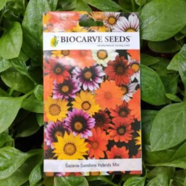 A packet of Biocarve Gazania Sunshine Hybrid Mix Seeds kept against a green leafy background.