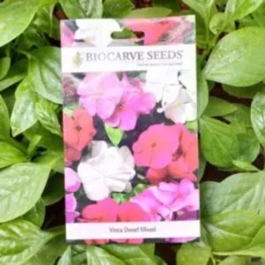 A packet of Biocarve Vinca Dwarf Mix Seeds kept against a green leafy background.