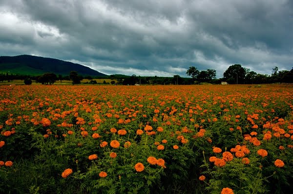 Bright French Orange Marigold flowers bloomming in a field