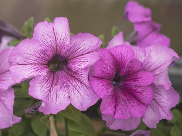 Beautiful Pink colored Petunia Mixed Seeds flower with green leaves
