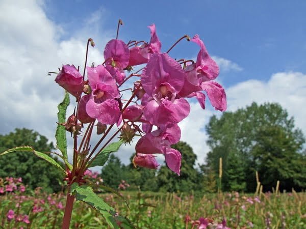 Beautifully bloomed Balsam Flower with nature as a background